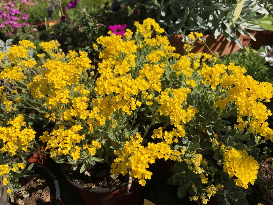 Aurinia saxatilis